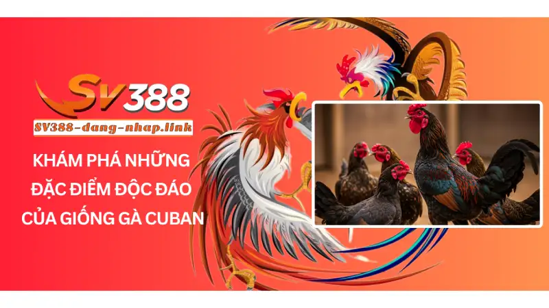 Khám Phá Những Đặc Điểm Độc Đáo Của Giống Gà Cuban