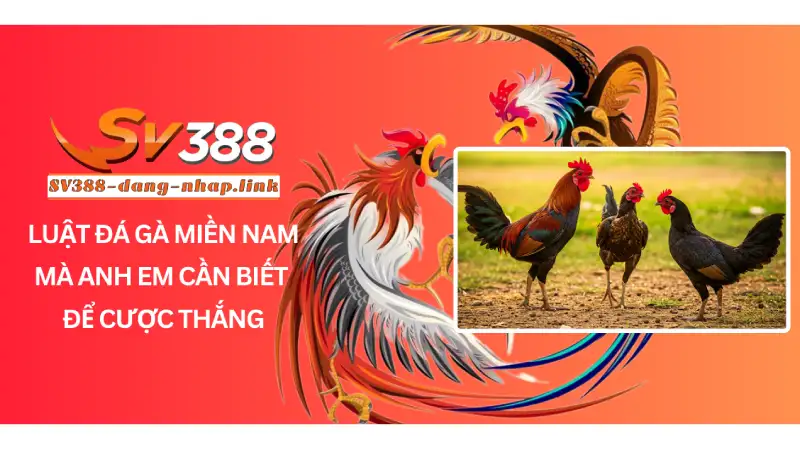 Luật Đá Gà Miền Nam Mà Anh Em Cần Biết Để Cược Thắng