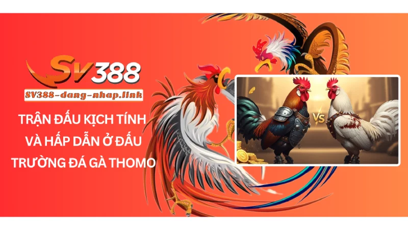 Trận Đấu Kịch Tính Và Hấp Dẫn Ở Đấu Trường Đá Gà Thomo