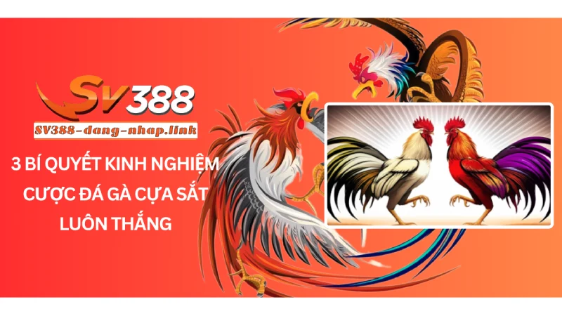 3 Bí quyết kinh nghiệm cược đá gà cựa sắt luôn thắng