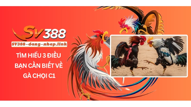Tìm Hiểu 3 Điều Bạn Cần Biết Về Gà Chọi C1