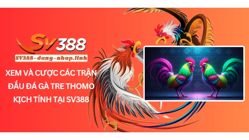 Xem và cược các trận đấu Đá gà tre Thomo kịch tính tại SV388